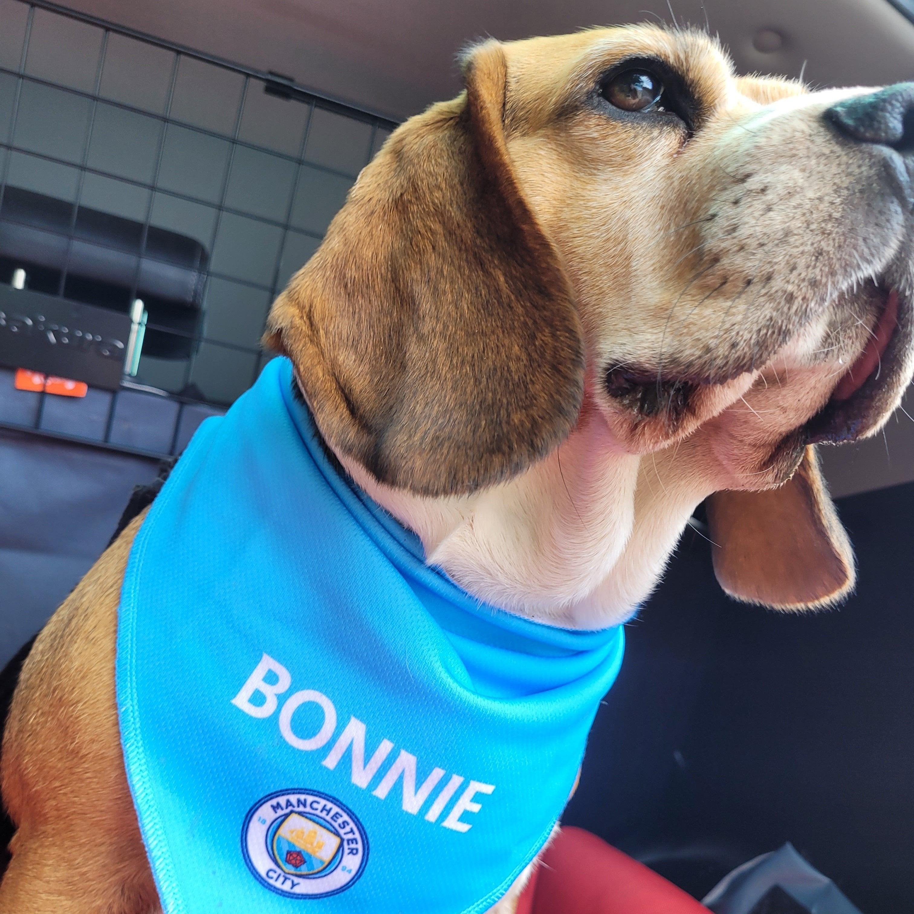Personalised Man City Dog Bandana