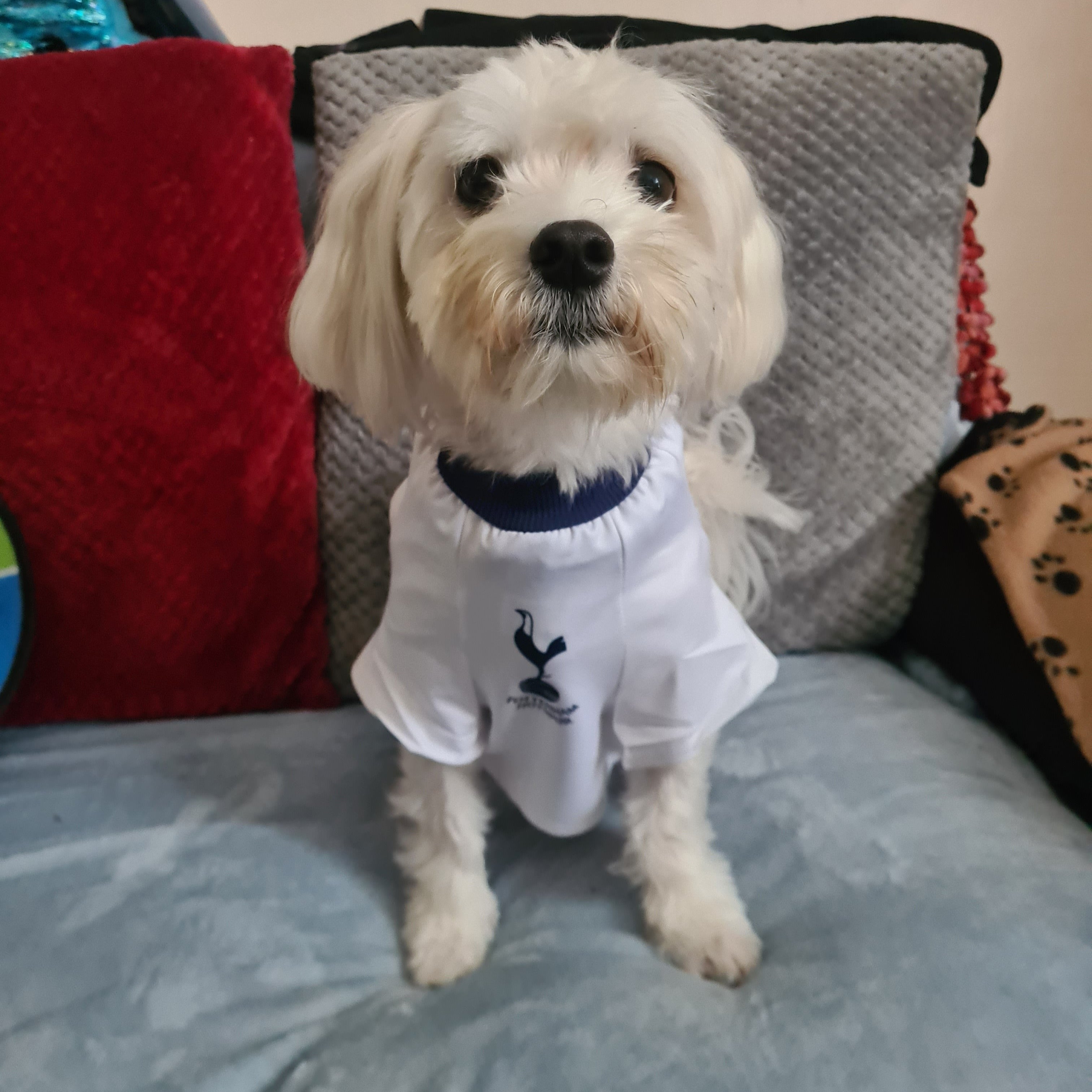 Personalised Spurs Dog Shirt