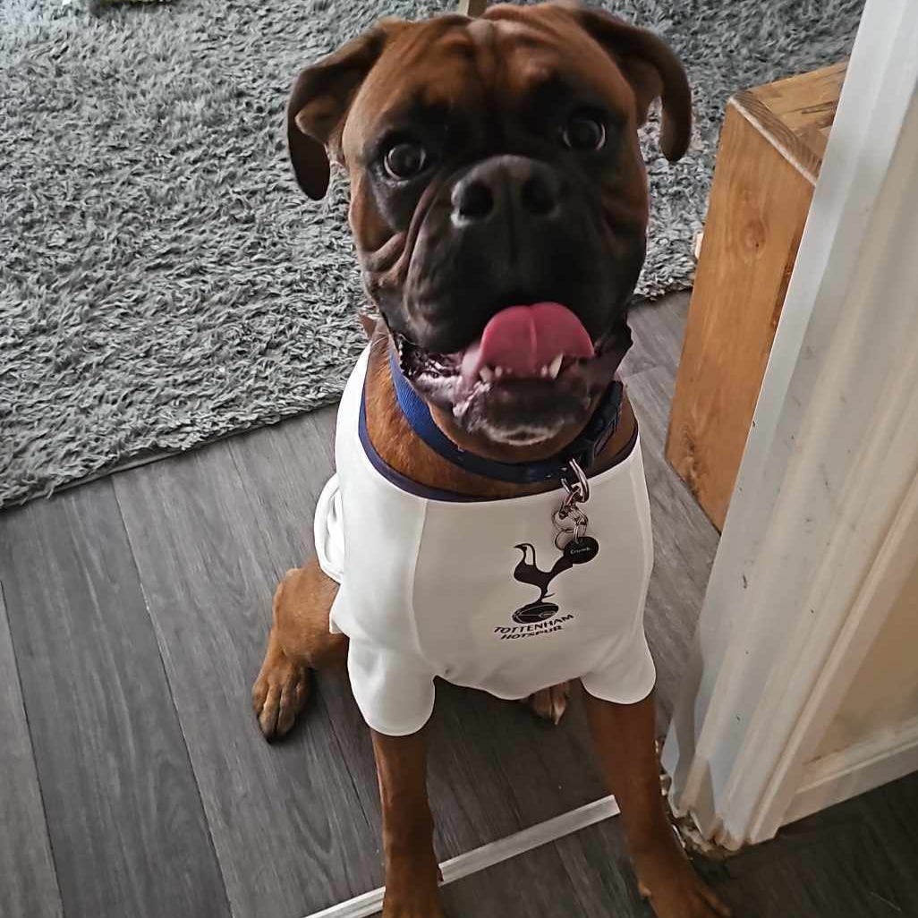 Personalised Spurs Dog Shirt