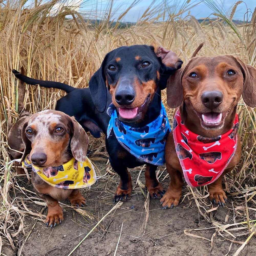 The Dogsy Personalised Dog Bandana