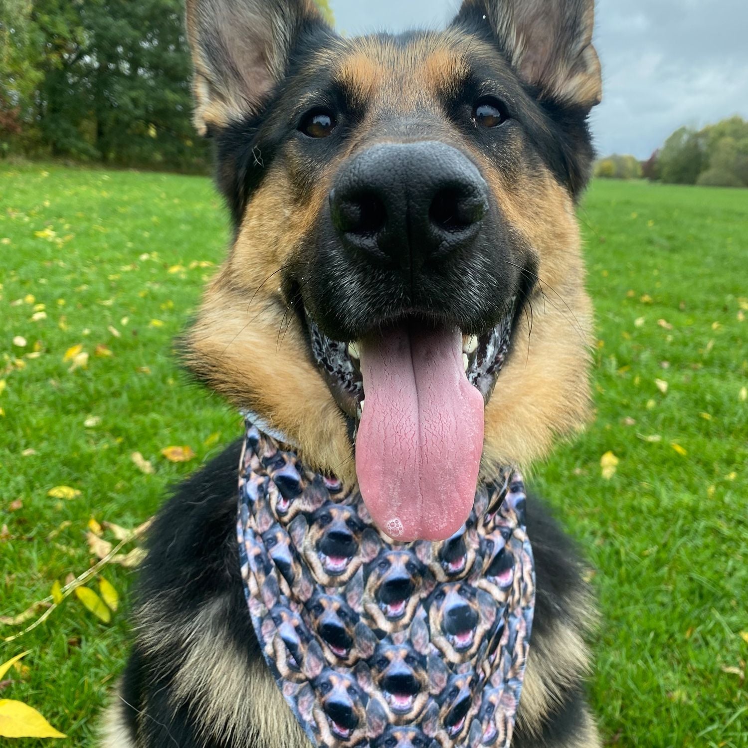 personalised dog bandana