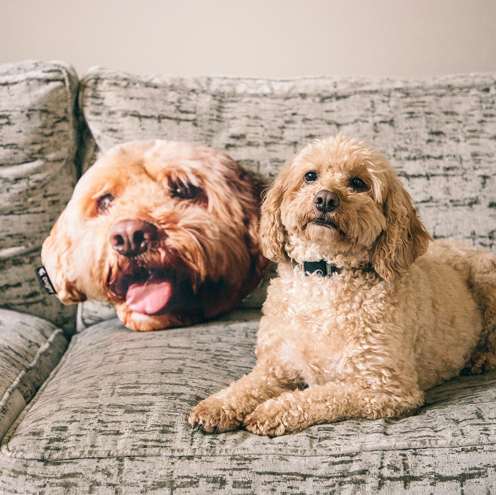 Dog Face Cushion