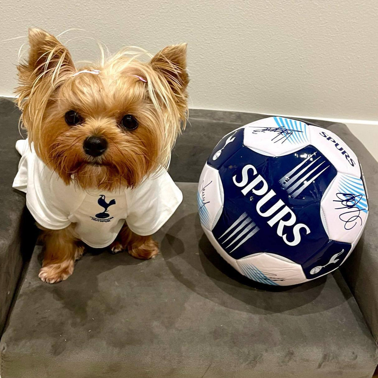 Personalised Spurs Dog Shirt