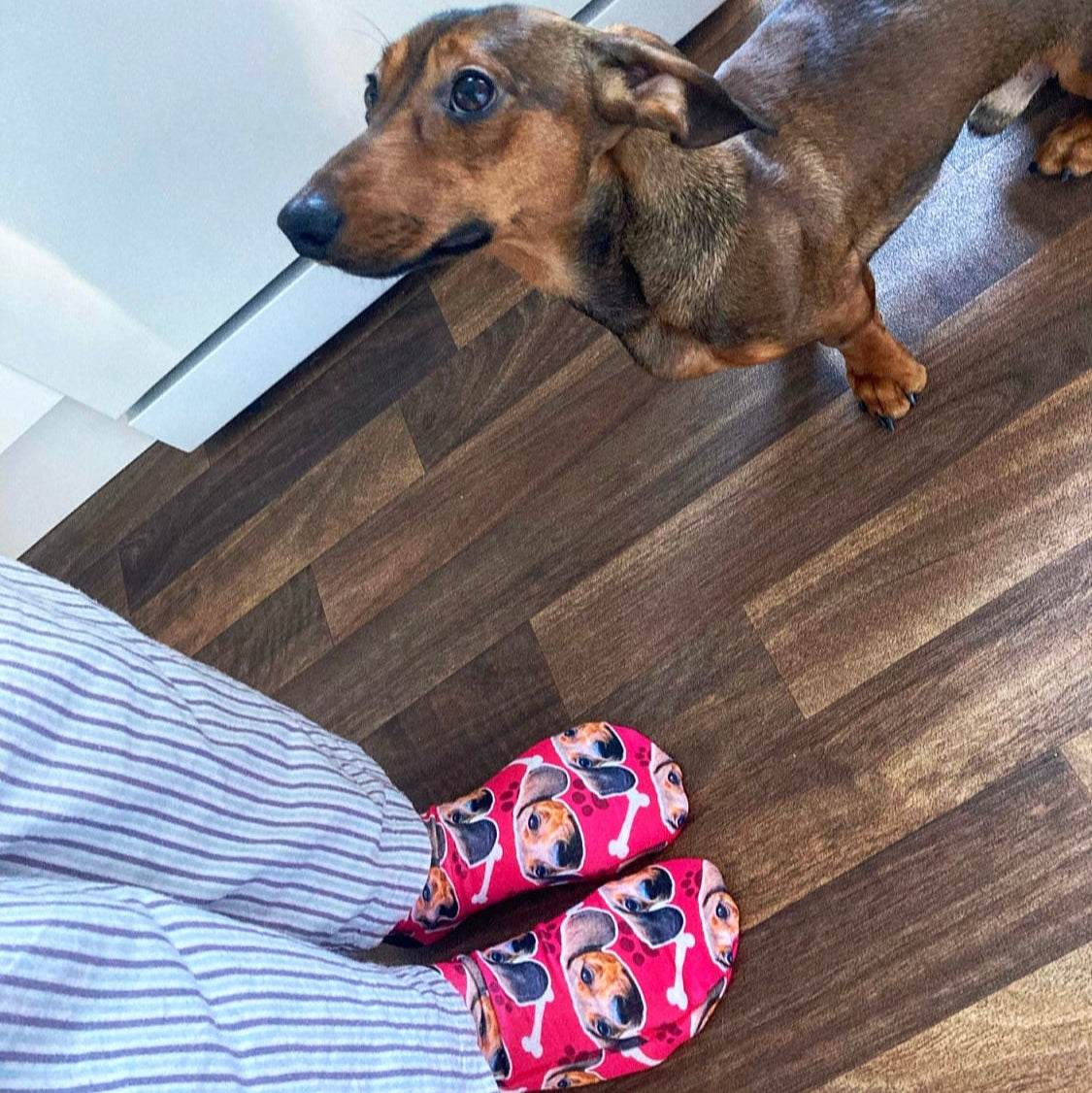 Your Dog on Socks