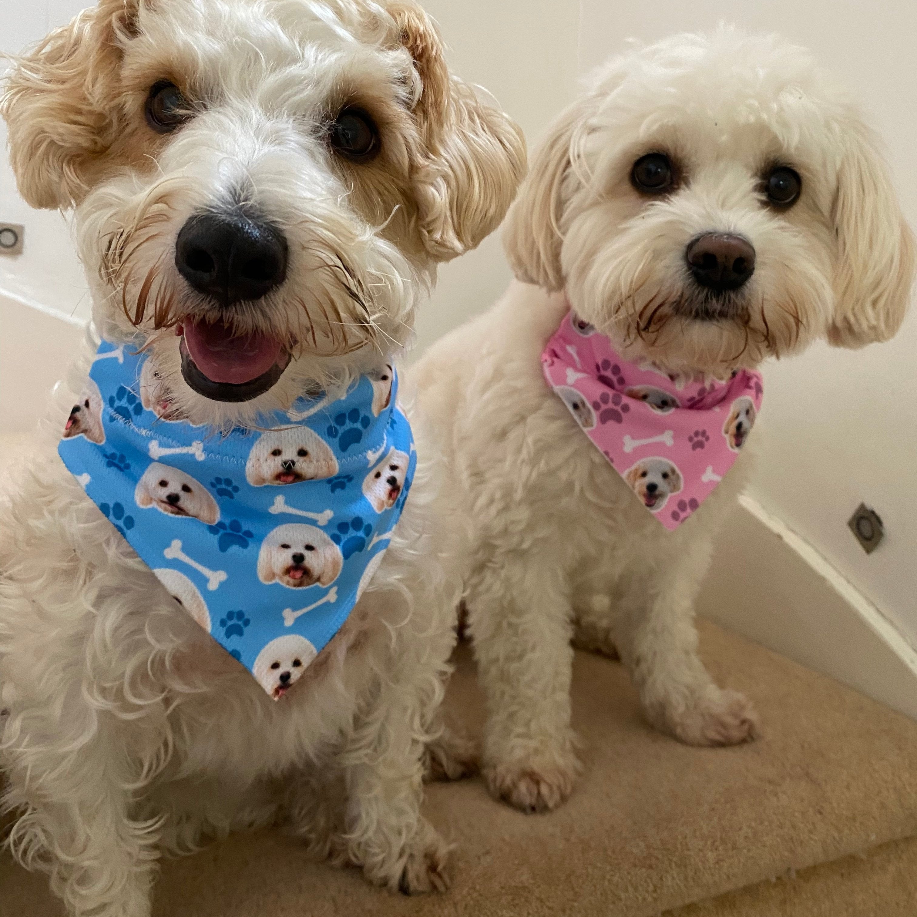 The Dogsy Personalised Dog Bandana