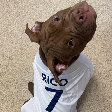 Personalised Spurs Dog Shirt