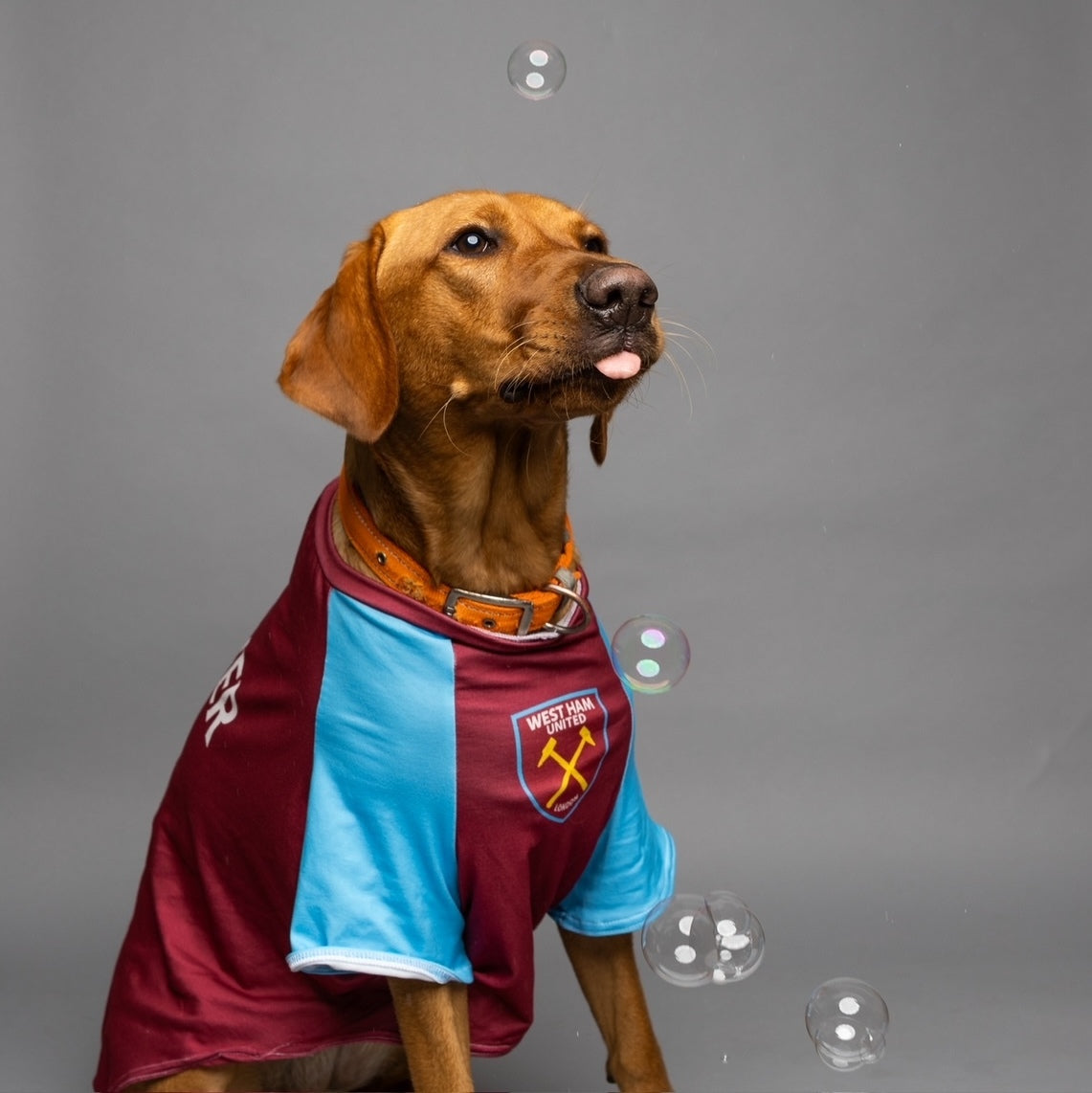 Personalised West Ham Dog Shirt