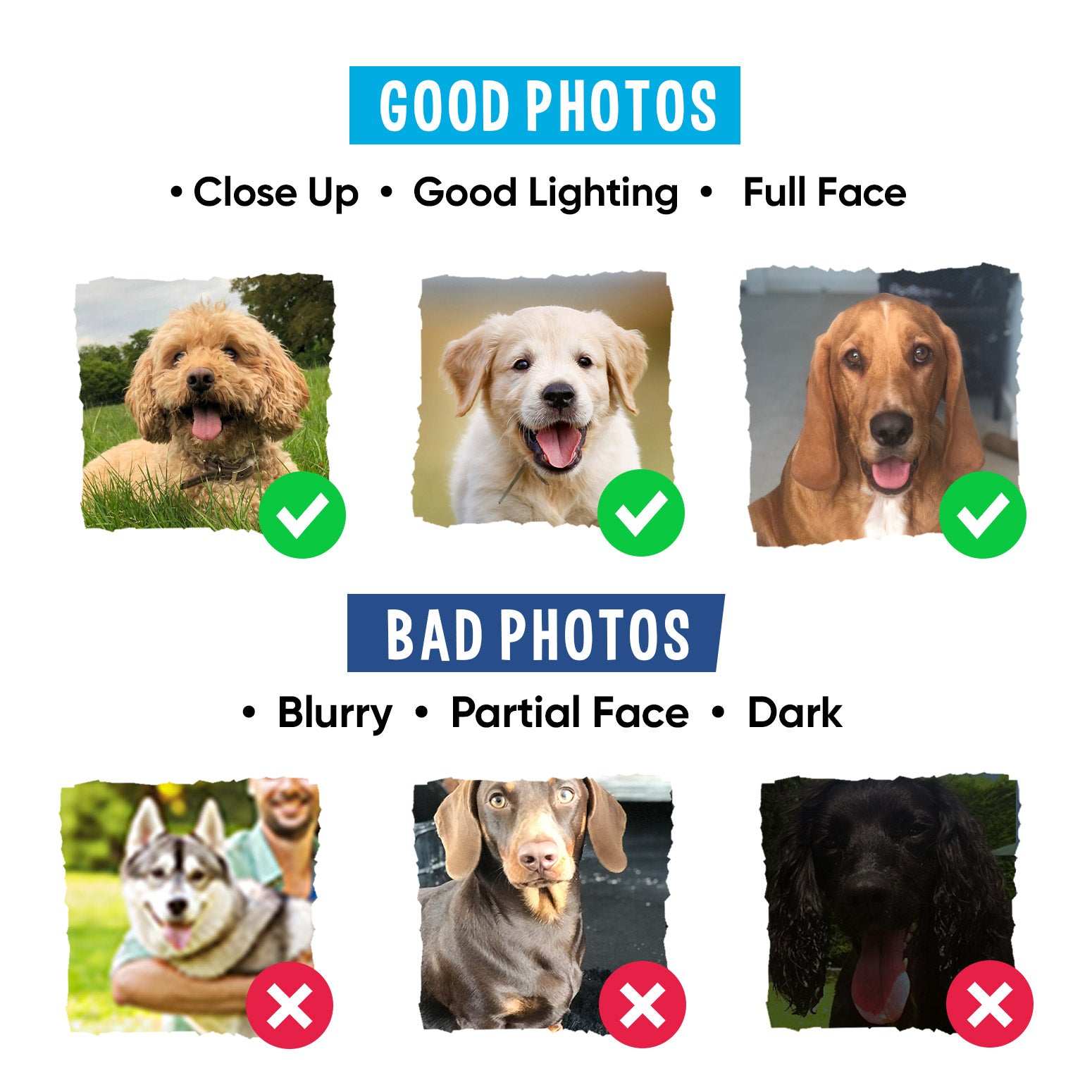 Shakespearean Family Dog Portrait
