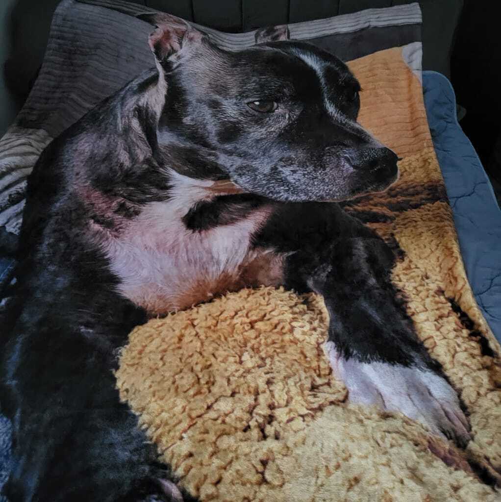 Dog Full Photo Personalised Blanket