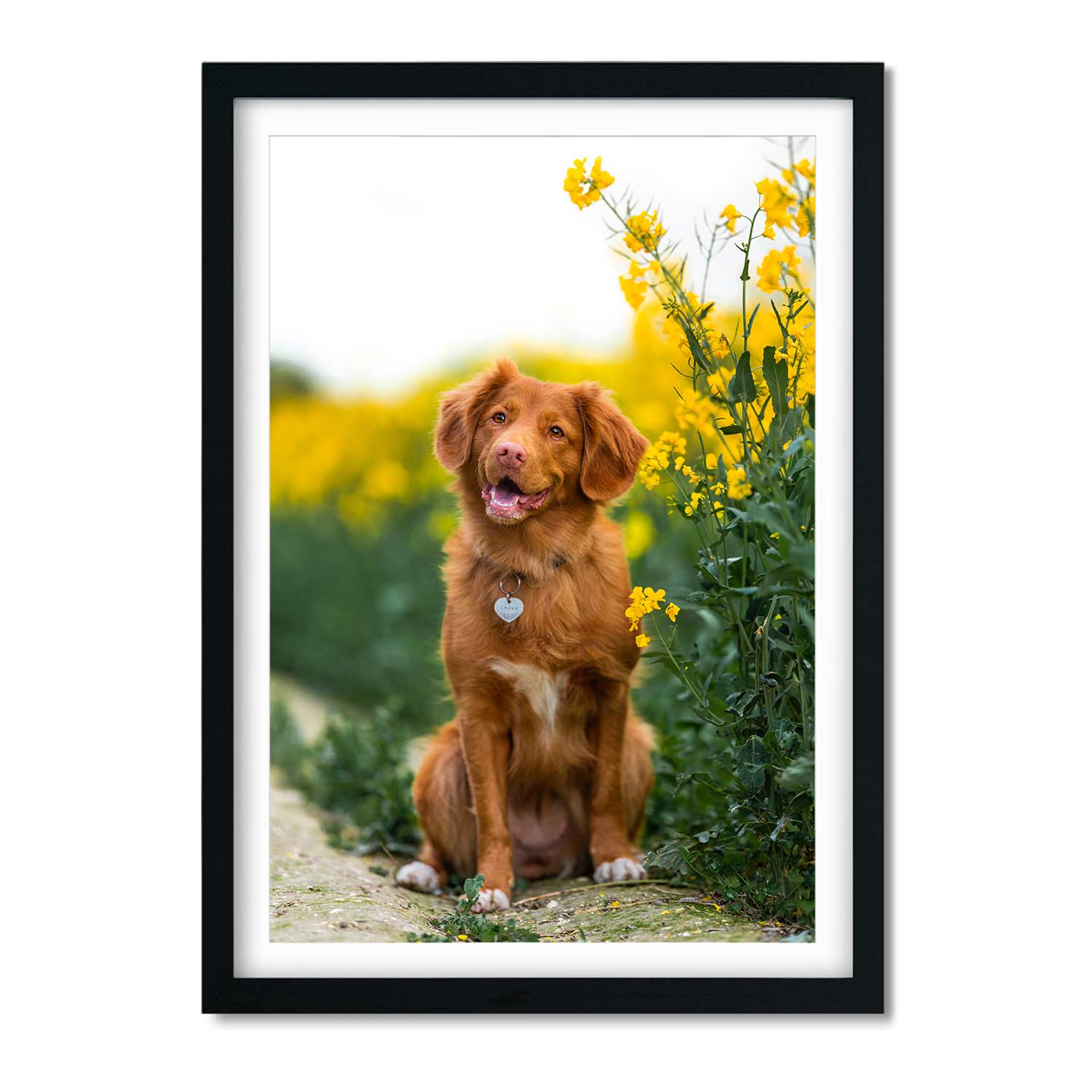 Your Dog Full Photo Print