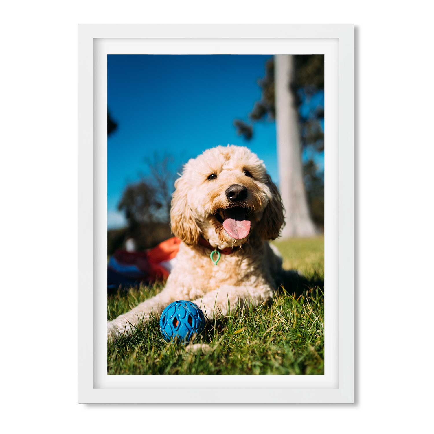Your Dog Full Photo Print