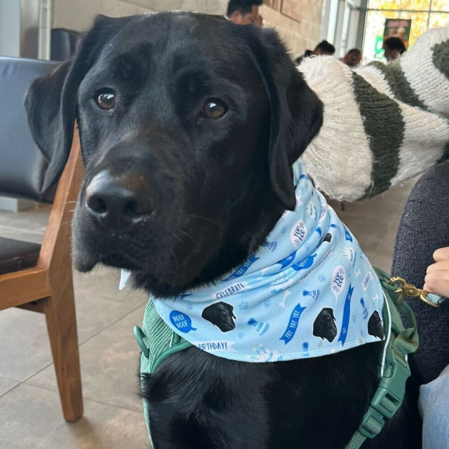 Happy Birthday Personalised Dog Bandana