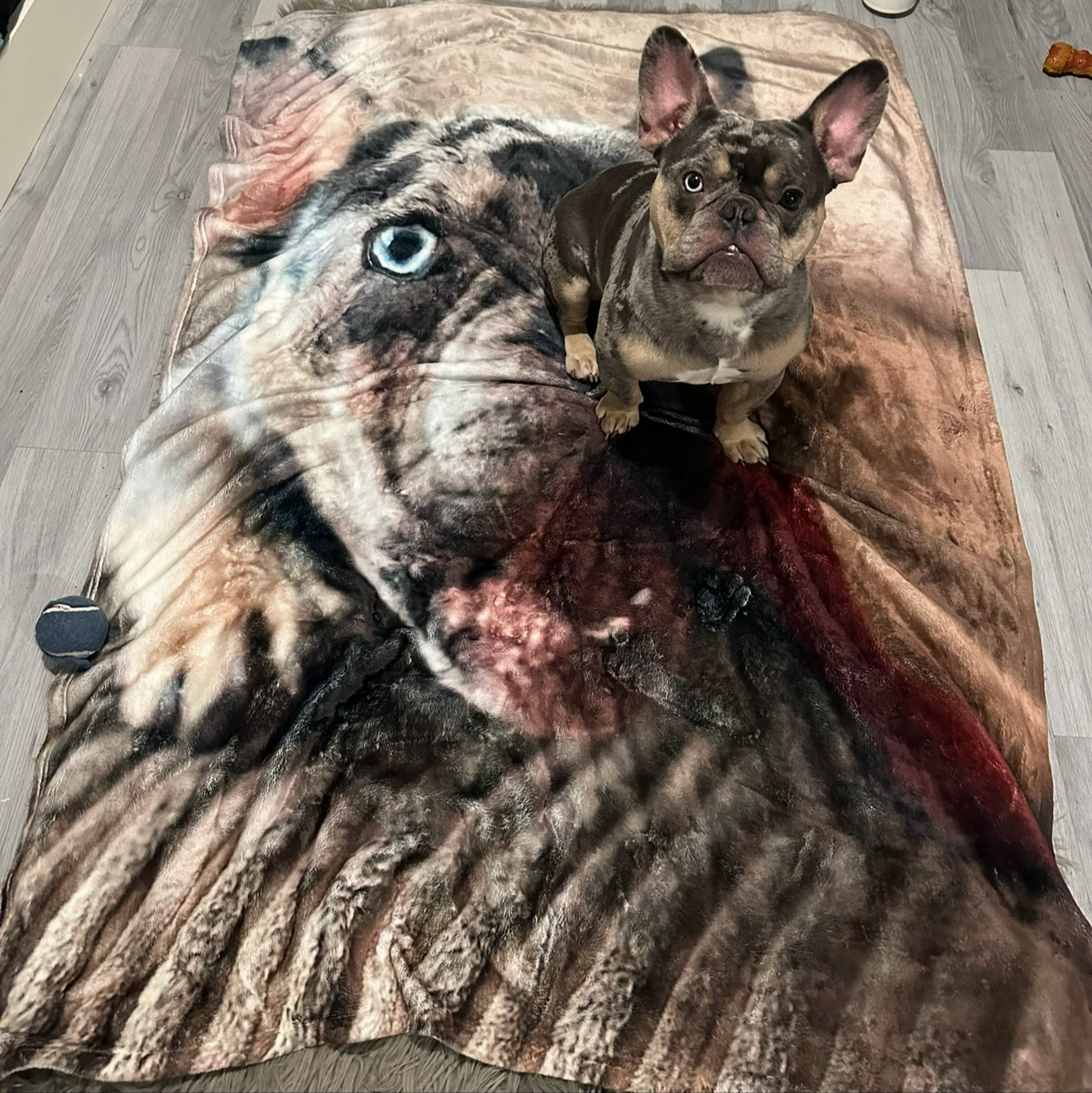 Dog Full Photo Personalised Blanket