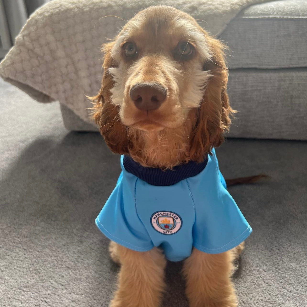 Man City Dog Shirt