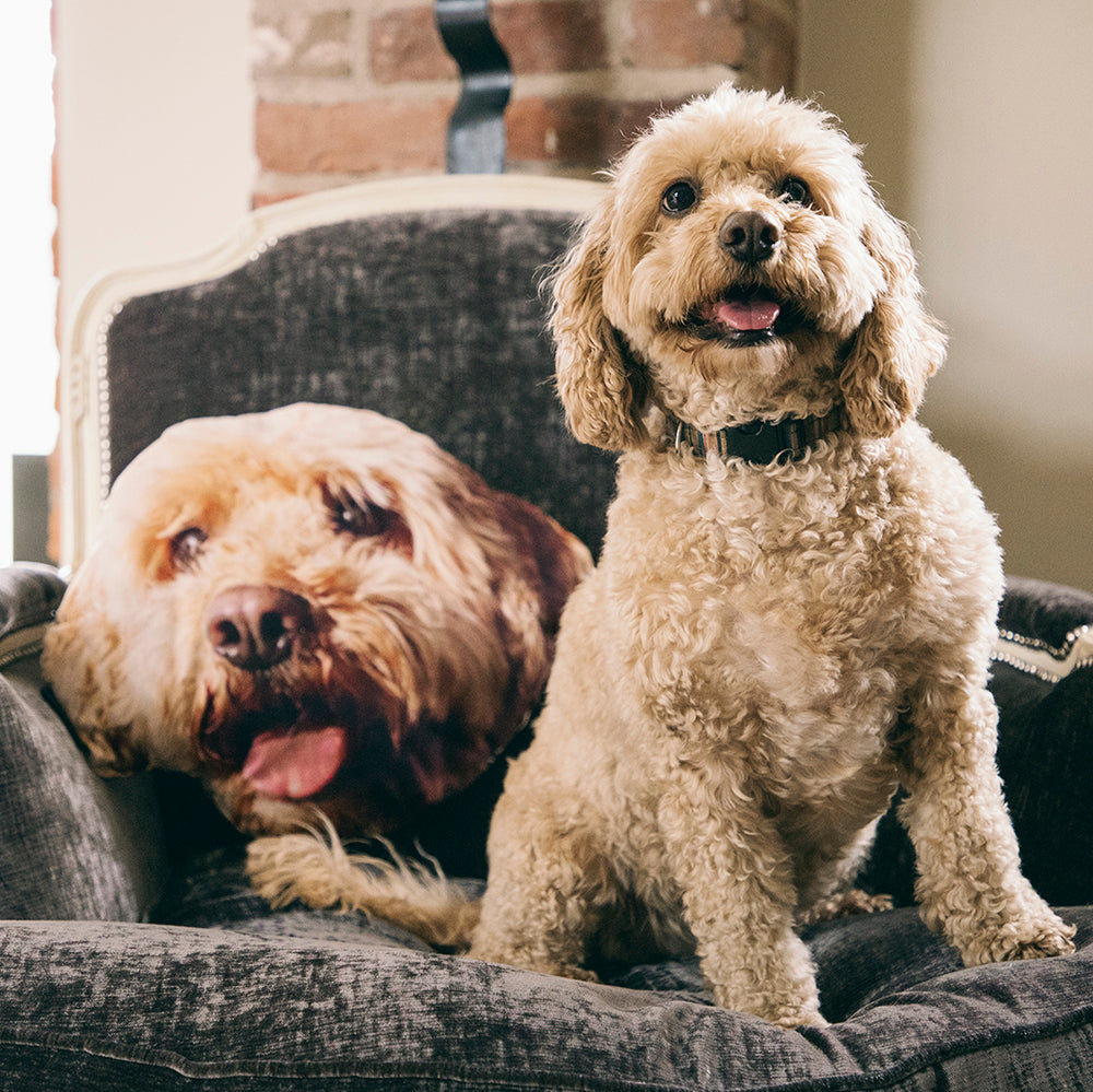 Personalised Dog Photo Cushion