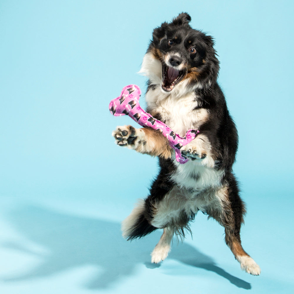 Dog Bone Toy