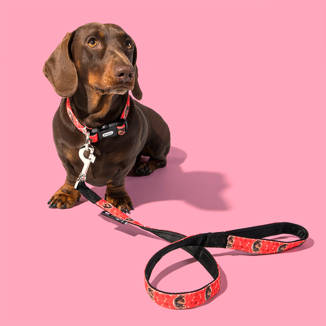 Your Dog Collar and Lead Set