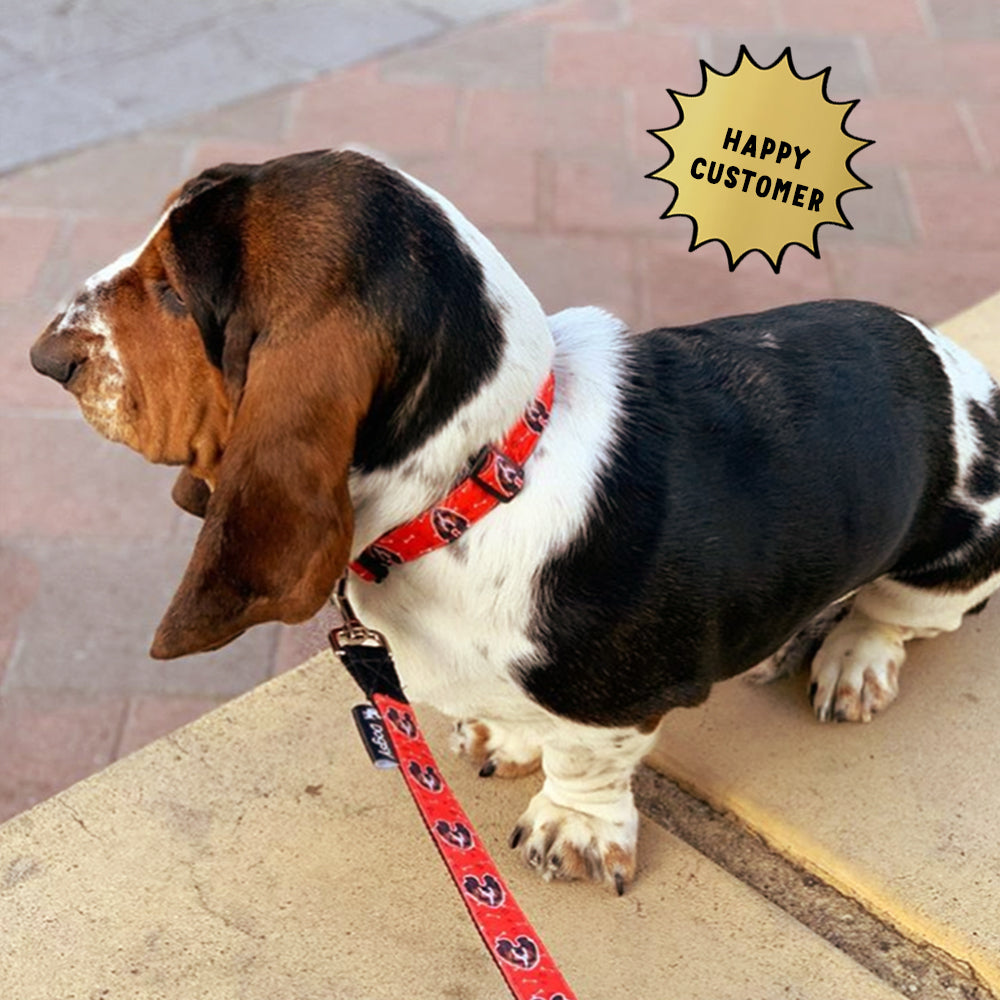 Personalised Dog Collar and Lead Set