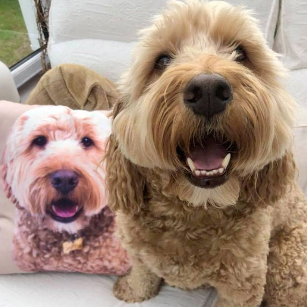 Dog Cushion